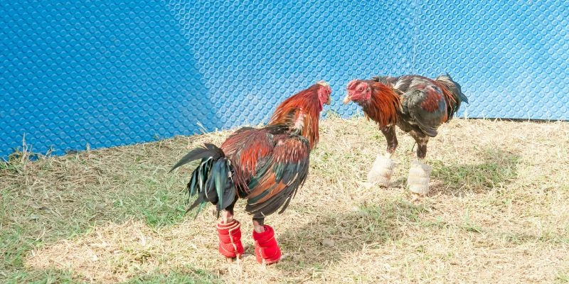Các hình thức dự đoán phổ biến trong từng trận